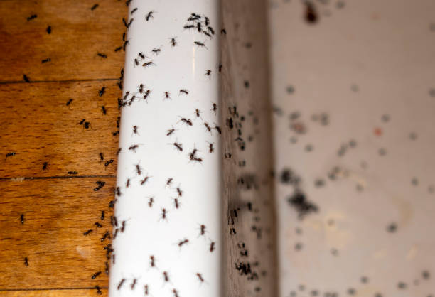 Best Bed Bug Extermination  in North Boston, NY