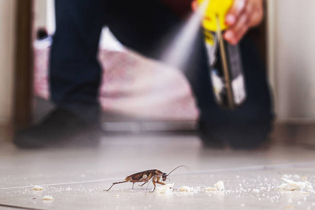 Best Termite Control Services  in North Boston, NY